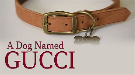 a dog named gucci movie|Gucci dog outfit.